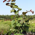 Corylus avellana 'Red Majestic' Rotbl�ttrige Korkenzieherhasel 'Red Majestic'