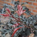 Rotbuche Halbstamm 'Rohan Weeping', Fagus sylvatica 'Rohan Weeping'