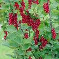 Rote Johannisbeere Ribest Sonette