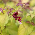 Sch�ne Leycesterie 'Golden Lanterns', Leycesteria formosa