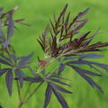 Bl�tenstrauch, Sambucus nigra