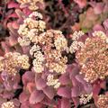 Sedum telephium ssp. rub. 'Hab Gray' Fetthenne 'Hab Gray'