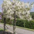 Seiden-Blauregen 'Shiro-kapitan' Wisteria brachybotrys 'Shiro-kapitan'