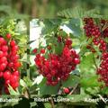 Selbstversorgerset Johannisbeeren 'Dauerernte' (1x Rote Johannisbeeren Ribest� 'Babette'�, 2x Ribest� 'Lisette'� & 1x Ribest� 'Sonette'�)