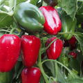Snackpaprika 'Rela' Capsicum annuum 'Rela'