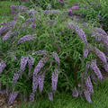 Sommerflieder 'Wisteria Lane'� (Buddleja davidii 'Wisteria Lane'�)