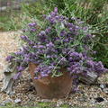 Buddleja alternifolia 'Unique'
