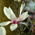 Sommer-Magnolie Magnolia siboldii