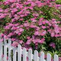 Spiraea japonica Anthony Waterer, Sommerspiere