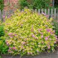 Spiraea japonica Golden Princess, Sommerspiere