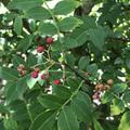 Szechuan Pfeffer Pflanze Zanthoxylum americanum