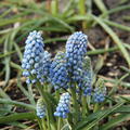 Traubenhyazinthe 'Manon'�, Muscari armeniacum 'Manon'�