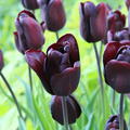 Tulipa Continental