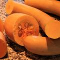K�rbis, Trompetenk�rbis 'Trombetta die Albegna' Cucurbita moschata