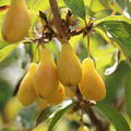 Kornelkirsche, Tierlibaum Yellow Molalla (Cornus mas)