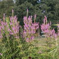 Veronicastrum virginica 'Fascination'