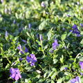 Vinca minor Marie (S)
