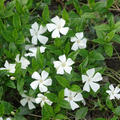 Vinca minor weiss, Immergr�n