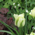 Viridiflora tulpe gr�ne Tulpe 'Spring Green'