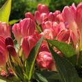 Weigela florida 'All Summer Peach' Weigelie