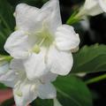 Weigela florida 'Snowflake' Weigelie 'Snowflake'