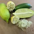 Gelbe Fingerlimette 'Faustrime' Microcitrus australasica 'Faustrime'