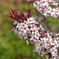Zwerg-Blutpflaume Strauch-Blutpflaume Prunus cistena
