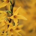 Zwerg-Forsythie 'M�l�e d'Or'� (Forsythia 'M�l�e d'Or'�