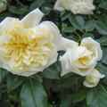 Rose, �fterbl�hende Ramblerrose Alberic Barbier (korr)