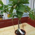 Sp�te Blondorange 'Valencia late', Citrus sinensis 'Valencia late'
