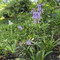 Spanisches Hasengl�ckchen 'Rosea', Hyacinthoides hispanica 'Rosea'