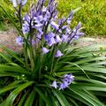 Spanisches Hasengl�ckchen blau, Hyacinthoides hispanica blau