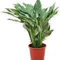 Spathiphyllum 'Diamond', Busch, im 17cm Topf, H�he 60cm, Breite 40cm