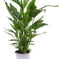 Spathiphyllum 'Sweet Sebastiano', Busch, im 24cm Topf, H�he 110cm, Breite 80cm
