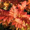 Speierling - Herbstf�rbung