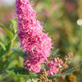 Spiraea billardii 'Triumphans', Kolbenspiere