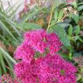 Japanischer Spierstrauch 'Anthony Waterer', Bl�te im September, pink, 