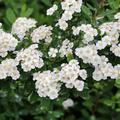 Spiraea nipponica Snowmound Spierstrauch Bl�te