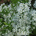 Spierstrauch, Thunbergs Spierstrauch, Fr�hlingsspiere, Spiraea thunbergii