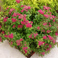 Japanischer Spierstrauch 'Double Play Red'� (Spirea Spiraea japonica)