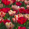 Tulpen-Mischung 'Spryng Break Mix'�, Tulipa 'Spryng Break Mix'�