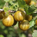 Stachelbeere Crispa� Goldling� - Fr�chte am Strauch