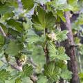 Stachelbeere Crispa� Goldling�, Ribes uva crispa