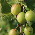 Stachelbeeren Hochstamm Crispa� 'Greenling'�
