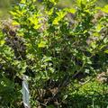 Stachelbeere Easycrisp� Lady Late (fast) dornenlos, Ribes uva crispa
