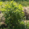 Stachelbeere Easycrisp� Mr. Green� (fast) dornenlos, Ribes uva crispa