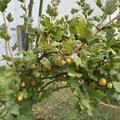 Stachelbeeren Hochstamm Crispa� Solemio�, Ribes uva crispa