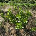 Stachelbeeren Hochstamm Easycrisp� Lady Late (fast) dornenlos, Ribes uva crispa