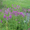 Stachys monnieri 'Hummelo'