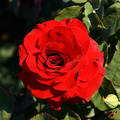 rote, gef�llte Rosenbl�te in voller Pracht